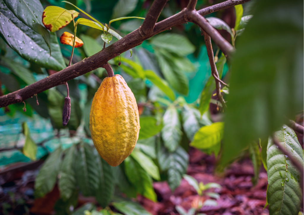 Cacao Tree that gives us chocolate from cacao seeds. Bean to bar chocolate
