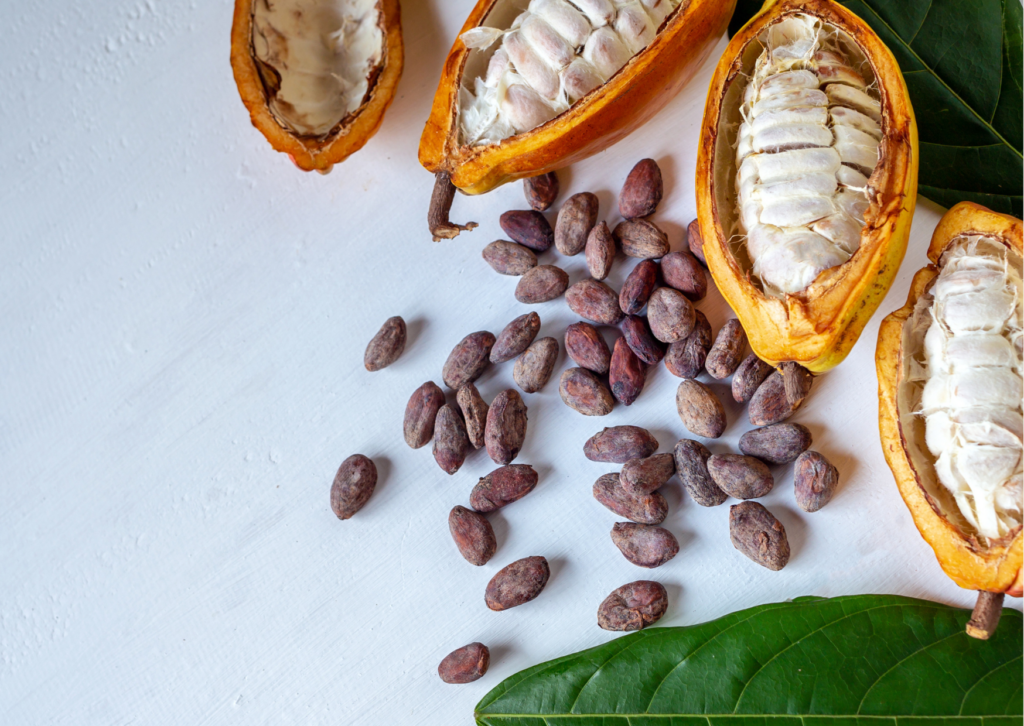 Cacao Tree that gives us chocolate from cacao seeds. Bean to bar chocolate