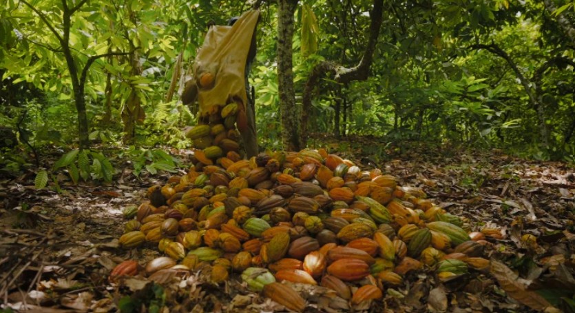 The Chocolate Uplift Experience by Cocoa Store - New York, United States