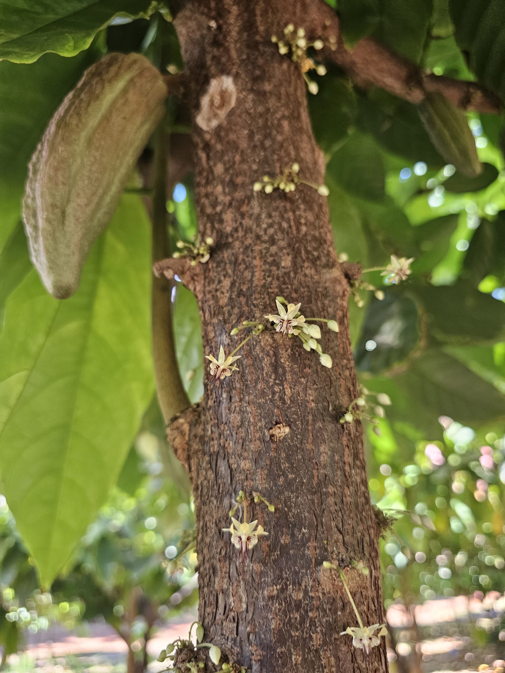 The Workshops That Bring Chocolate to Life at the Midwest Craft Chocolate Festival 2025