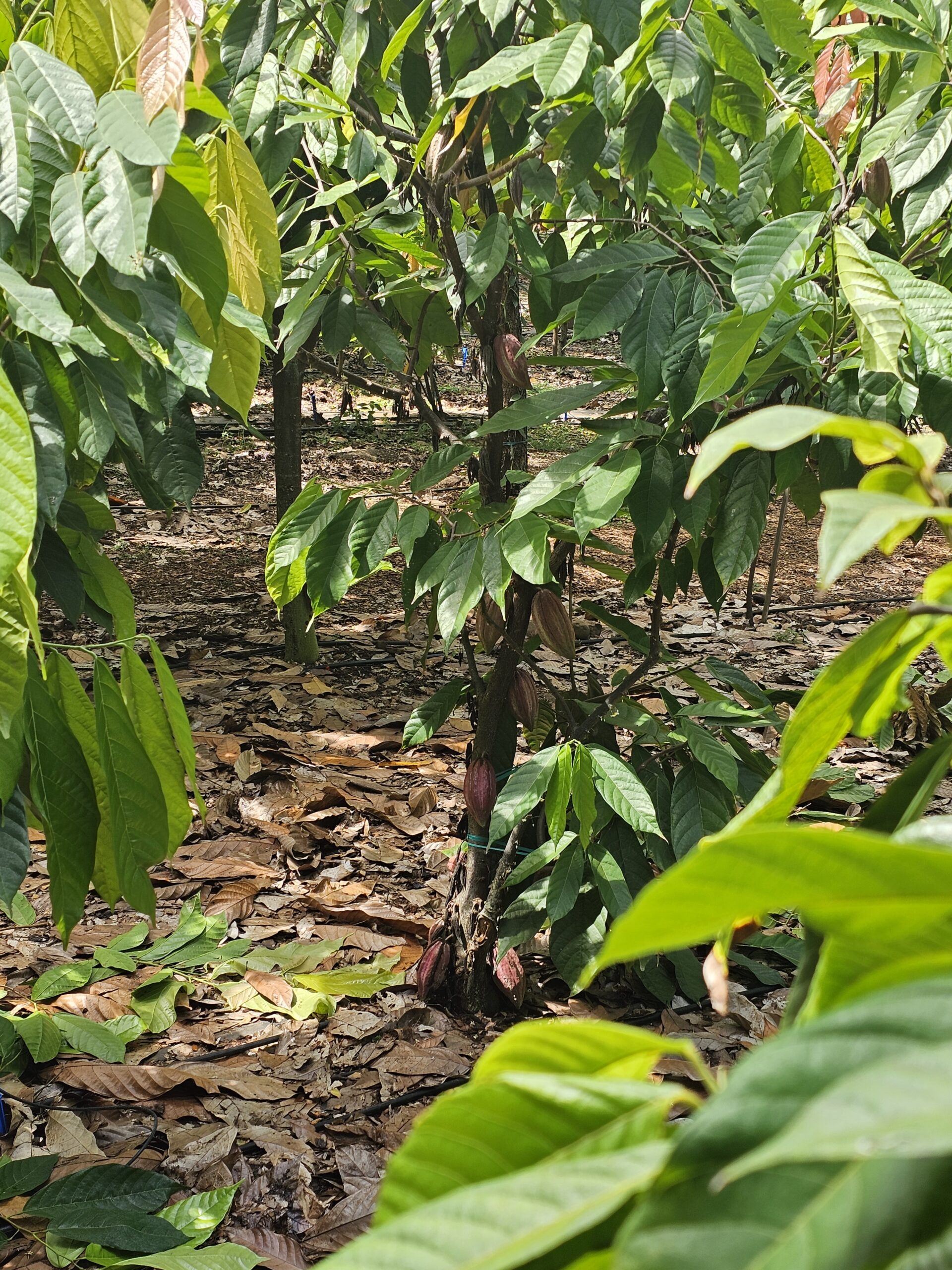 Cacao Tree with Cacao Pods October 2025