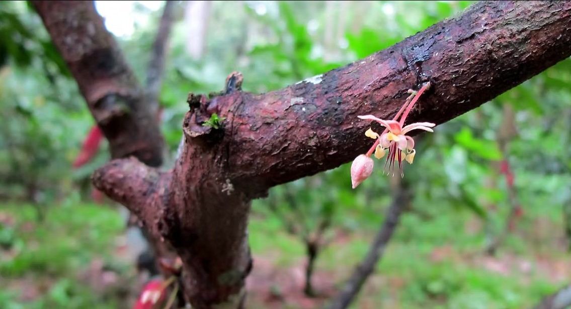 Institute for Cacao and Chocolate Research (ICCR)