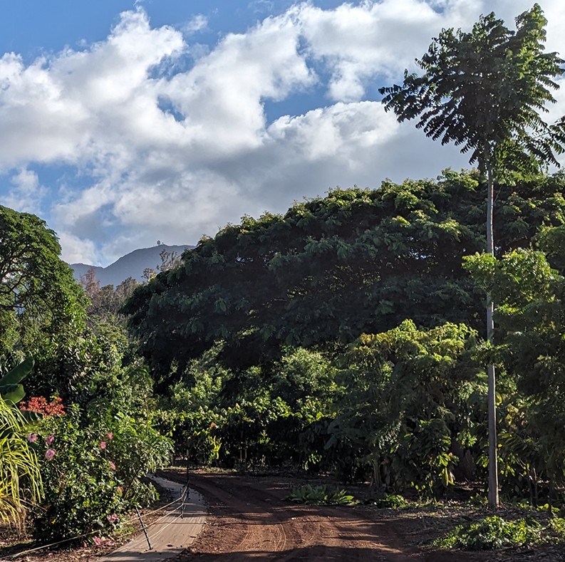 Farm to Chocolate Factory Program in Hawaii by Ecole Chocolat April 2026 - Hawaii, United States